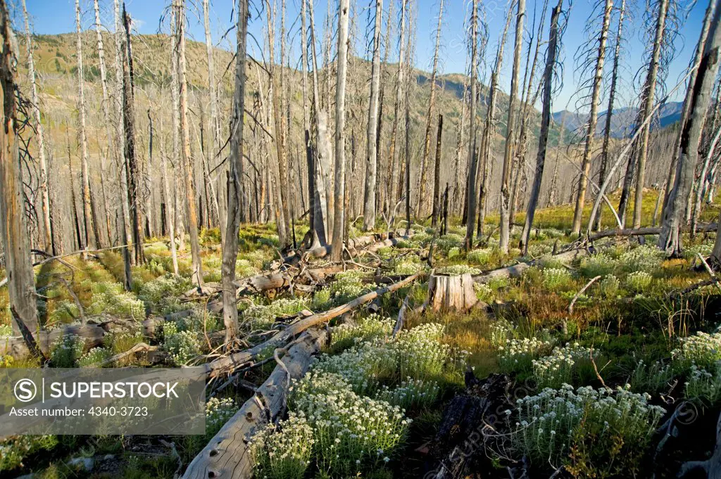 USA, Washington State, North Cascades National Park, Pasayten Wilderness, Pacific Crest Trail, Okanogan-Wenatchee National Forest, Hart's Pass, Landscape of alpine wildflowers blooming and dead trees burned out from fire