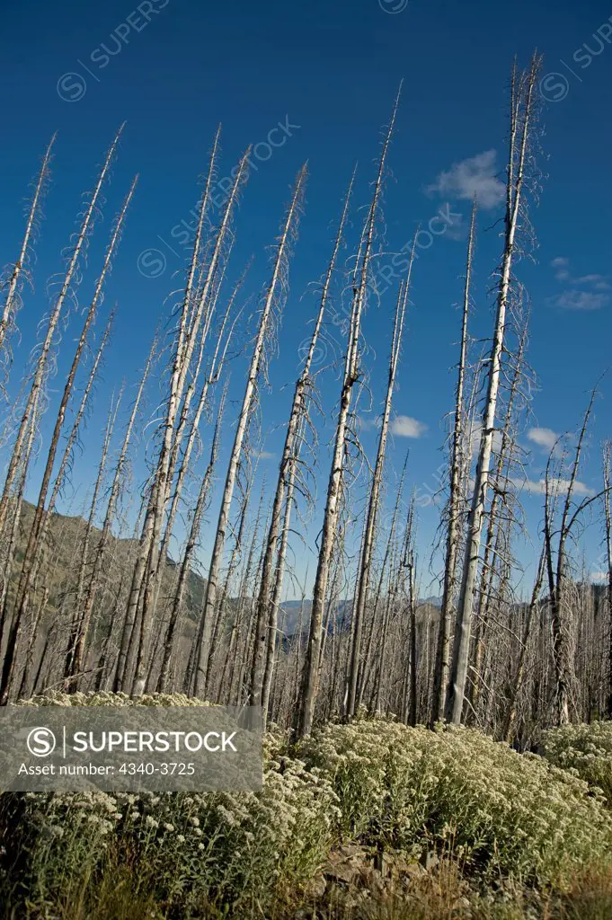 USA, Washington State, North Cascades National Park, Pasayten Wilderness, Pacific Crest Trail, Okanogan-Wenatchee National Forest, Hart's Pass, Landscape of dead trees burned out from fire
