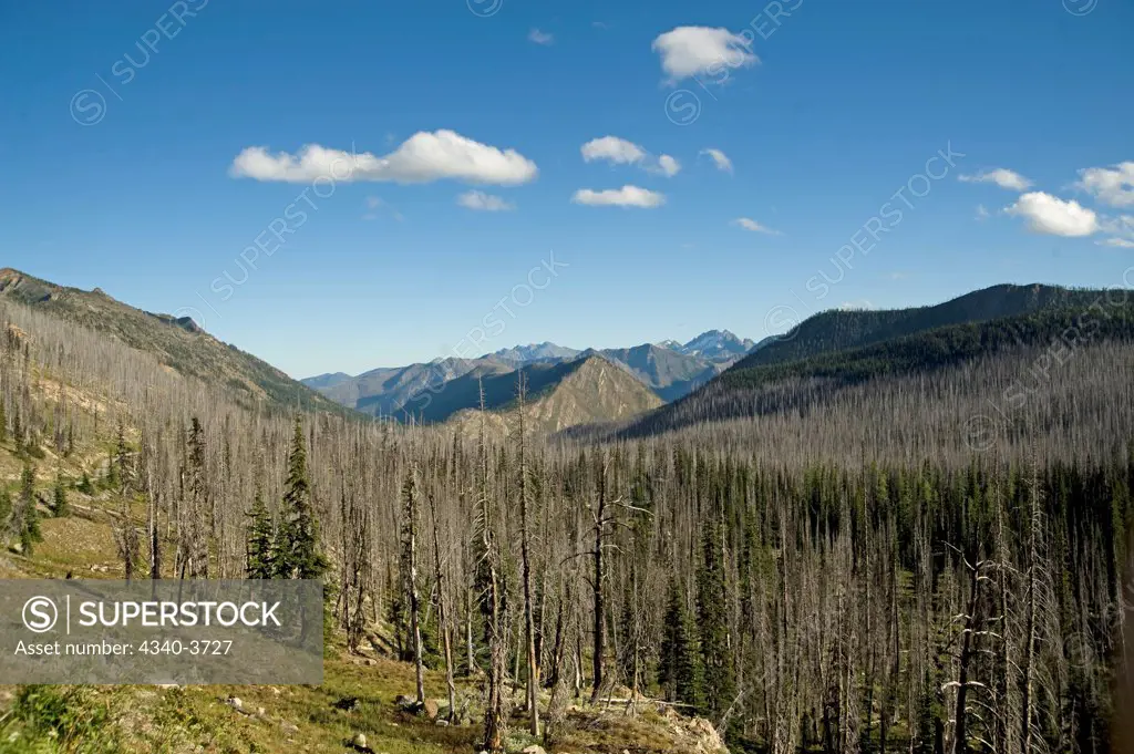 USA, Washington State, North Cascades National Park, Pasayten Wilderness, Pacific Crest Trail, Okanogan-Wenatchee National Forest, Hart's Pass, Landscape of dead trees burned out from fire