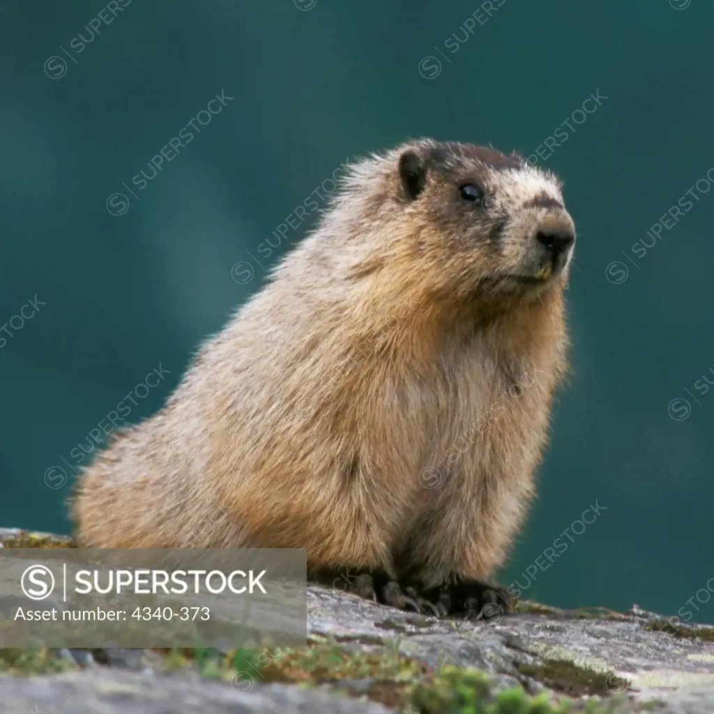 Hoary Marmot on a Rock