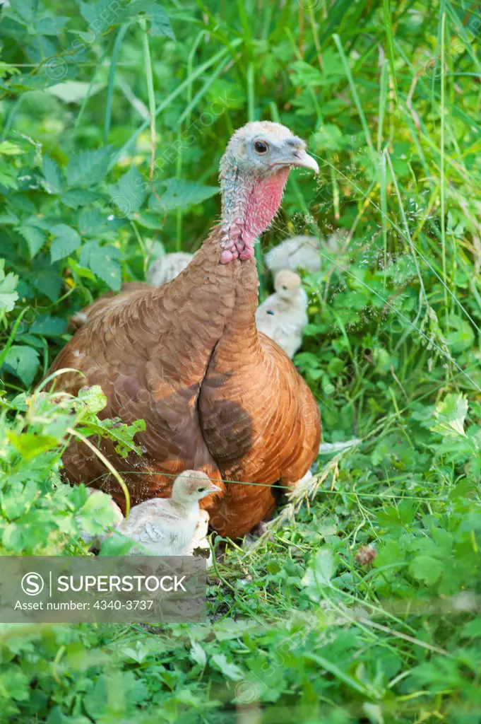 USA, Washington State, Poulsbo, Bourbon red heritage turkey hen with newborn chicks on farm in summer