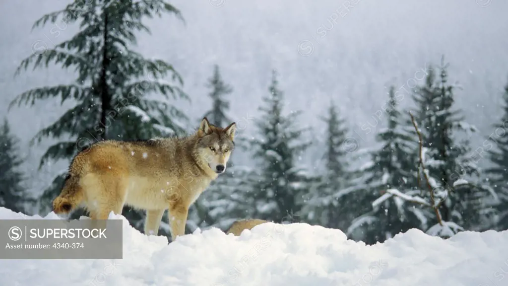 Gray Wolf in the Snowy Takshanuk Mountains