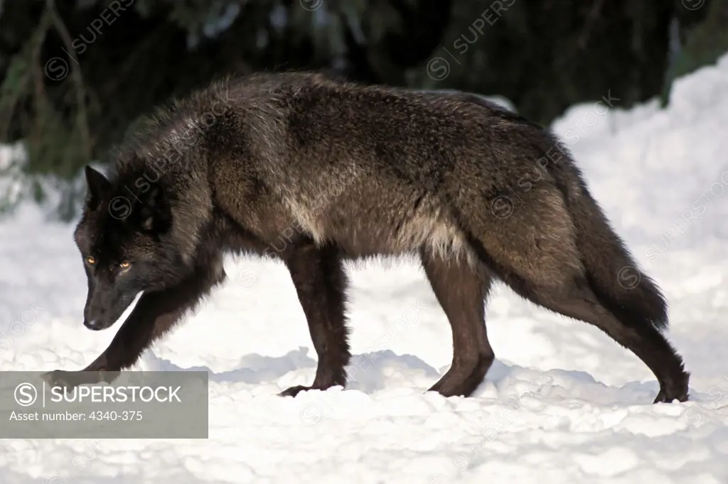 Gray Wolf Walking in the Takshanuk Mountains