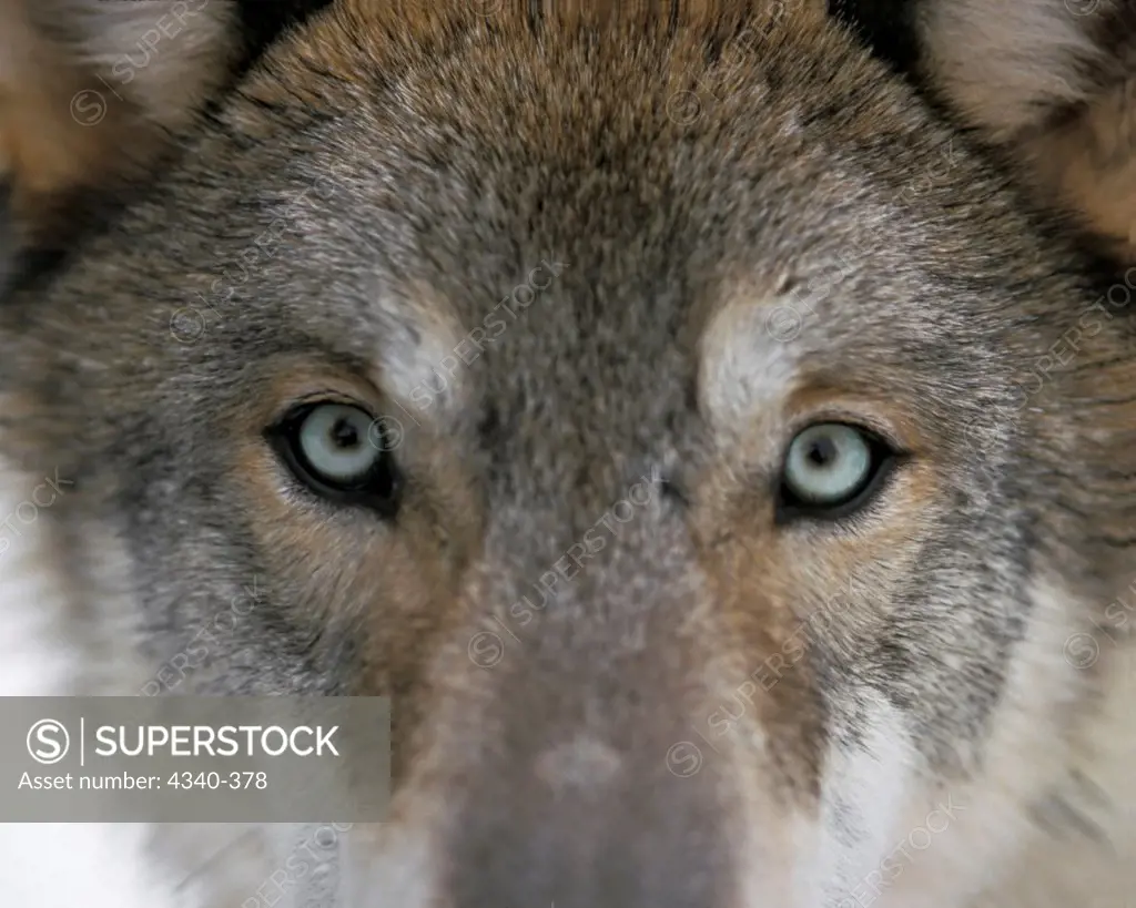 Eyes of a Gray Wolf