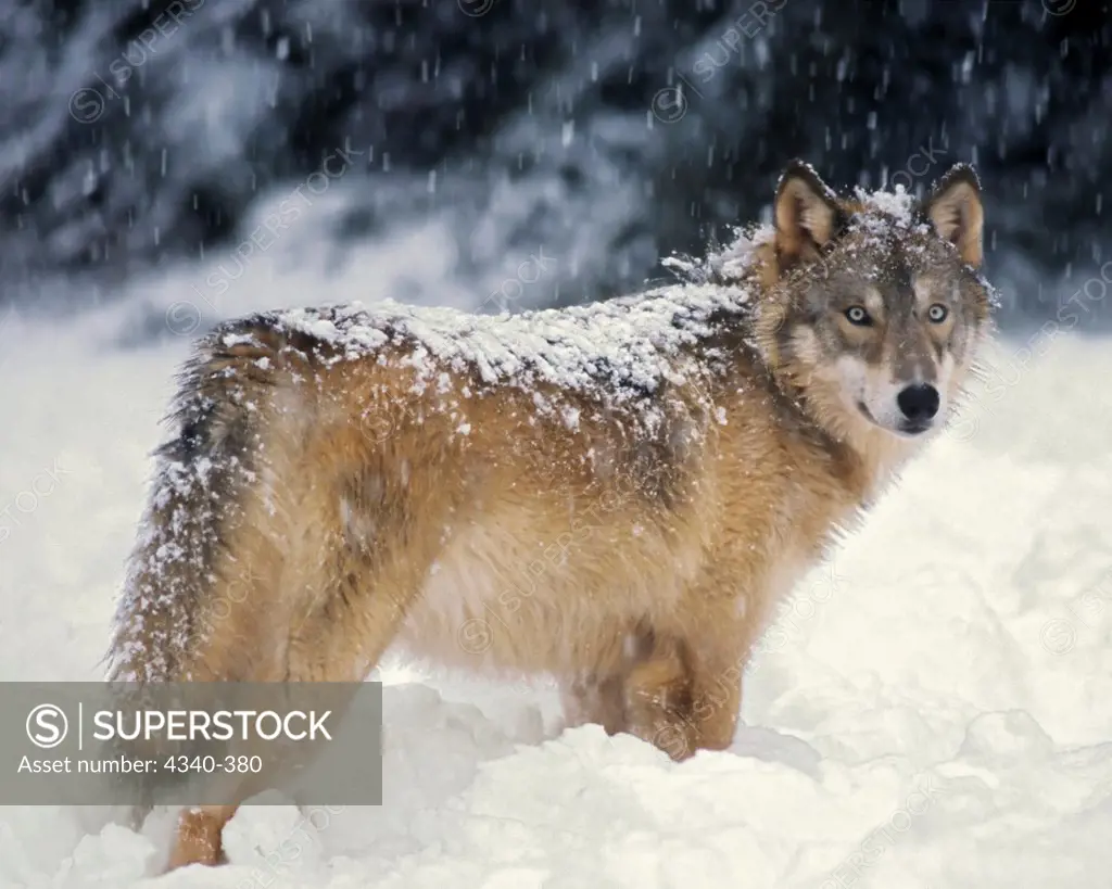 Gray Wolf in the Snowy Takshanuk Mountains