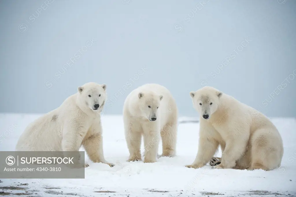 USA, Alaska, Beaufort Sea, Three of young polar bears (Ursus maritimus) on snow