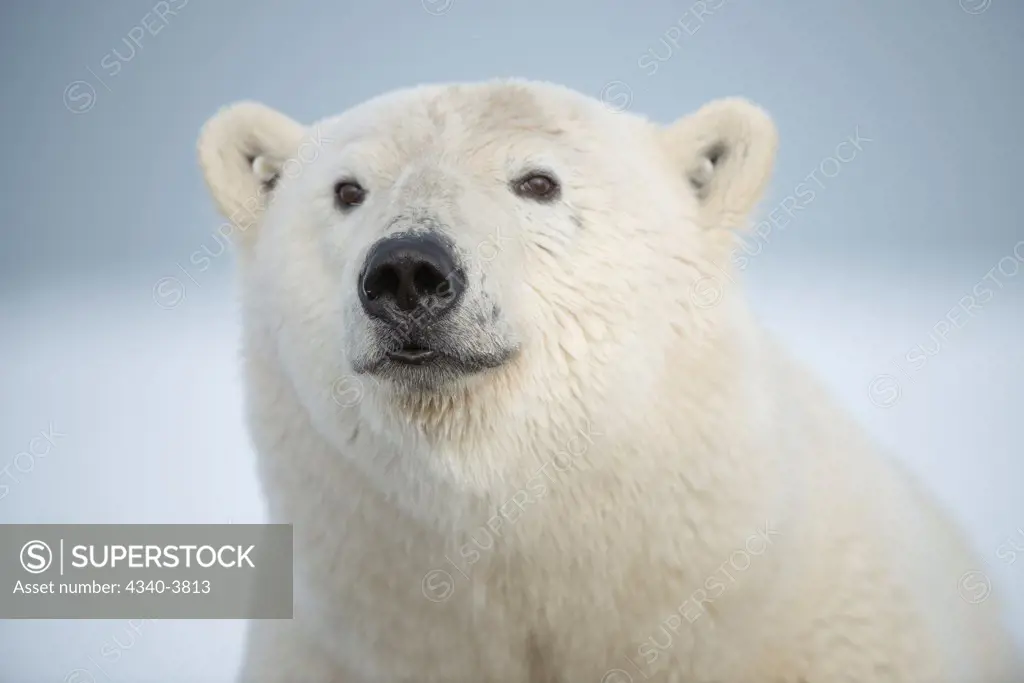 USA, Alaska, Beaufort Sea, Young polar bear (Ursus maritimus)