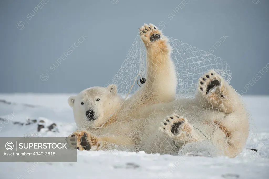 USA, Alaska, Beaufort Sea, Young polar bear (Ursus maritimus) playing with fishing net