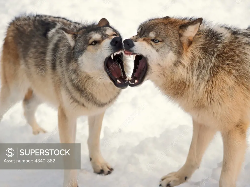 Gray Wolves Baring Their Teeth