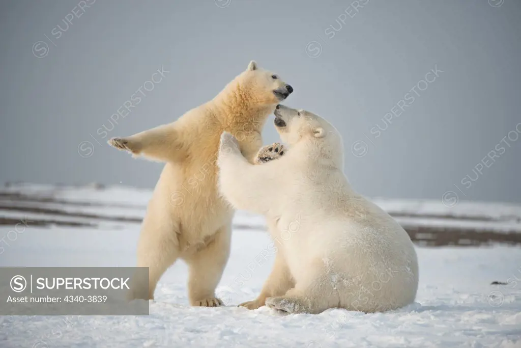 USA, Alaska, Beaufort Sea, Young polar bears (Ursus maritimus) playing on snow