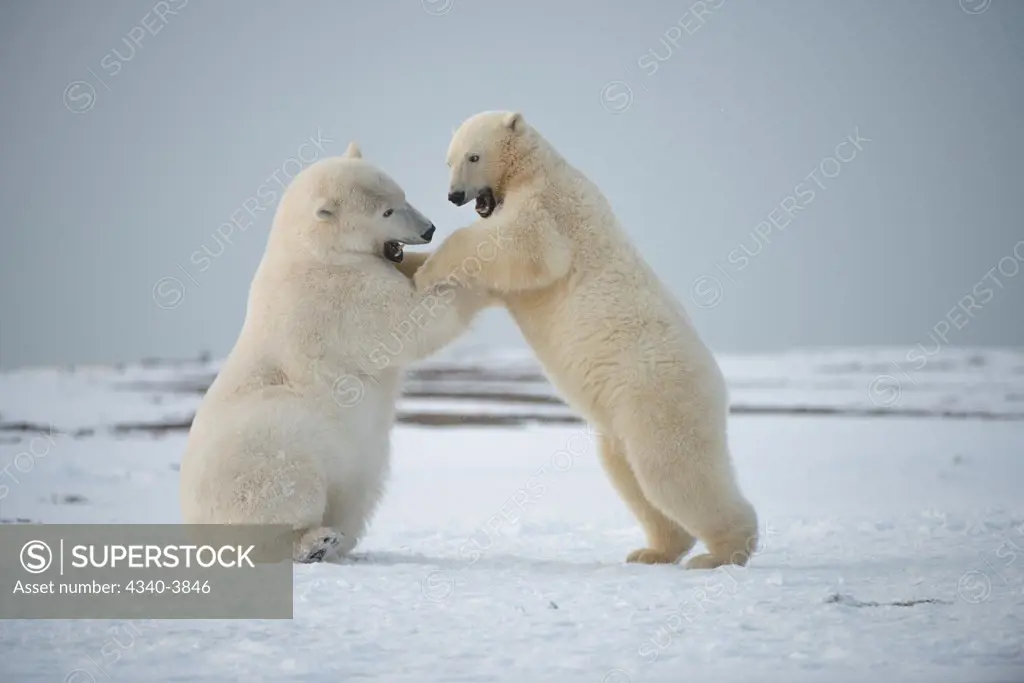 USA, Alaska, Beaufort Sea, Young polar bears (Ursus maritimus) playing on snow