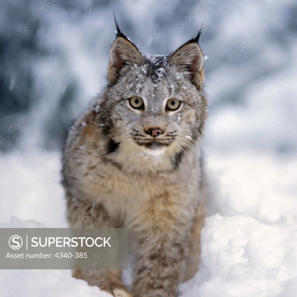 Lynx in the Snowy Takshanuk Mountains