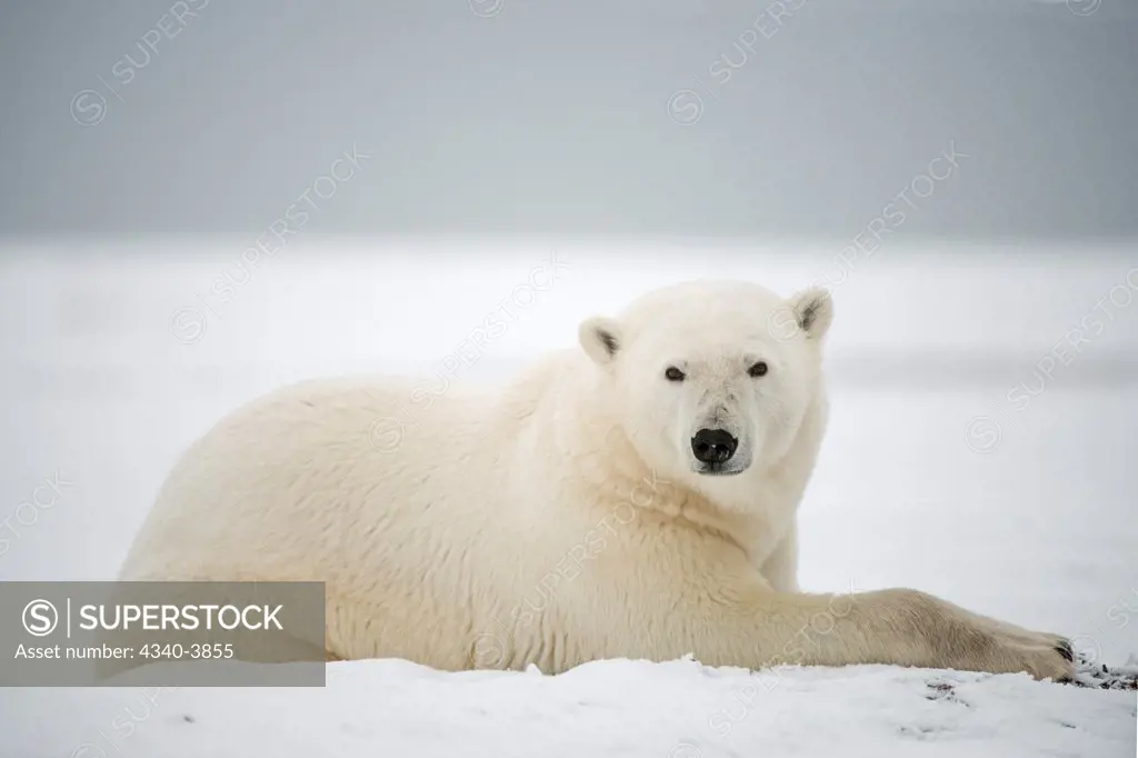 USA, Alaska, Beaufort Sea, Polar bear (Ursus maritimus)