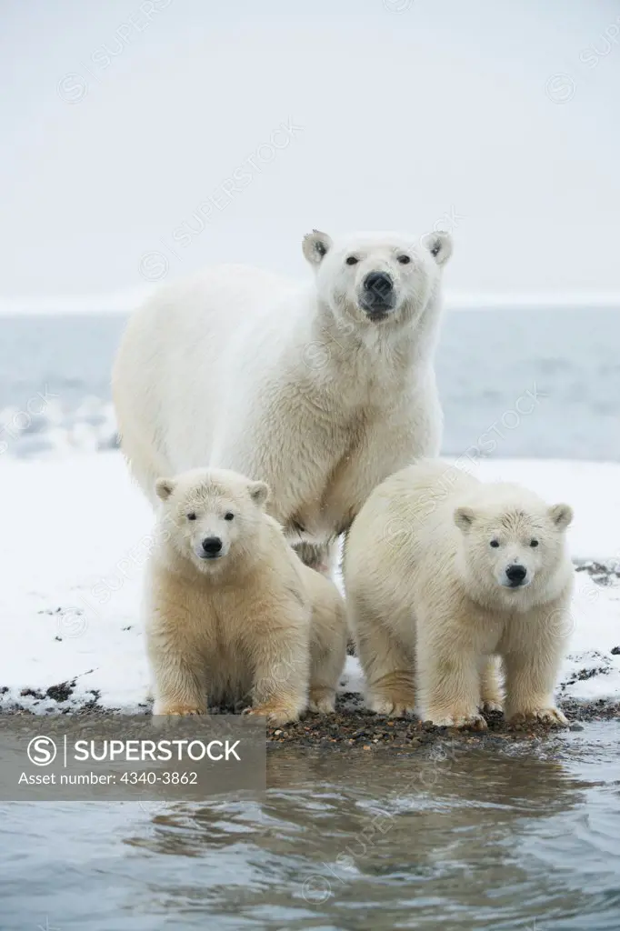 USA, Alaska, Beaufort Sea, Polar bear (Ursus maritimus) and youth