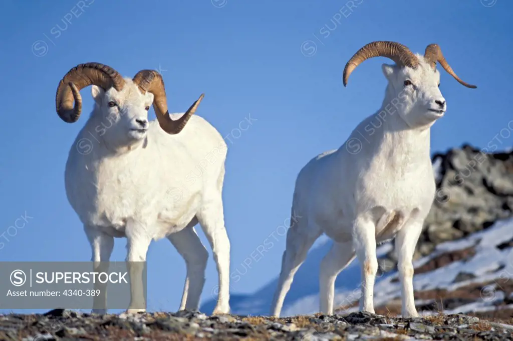 Pair of Male Dall Sheep on Mount Margaret, Denali National Park