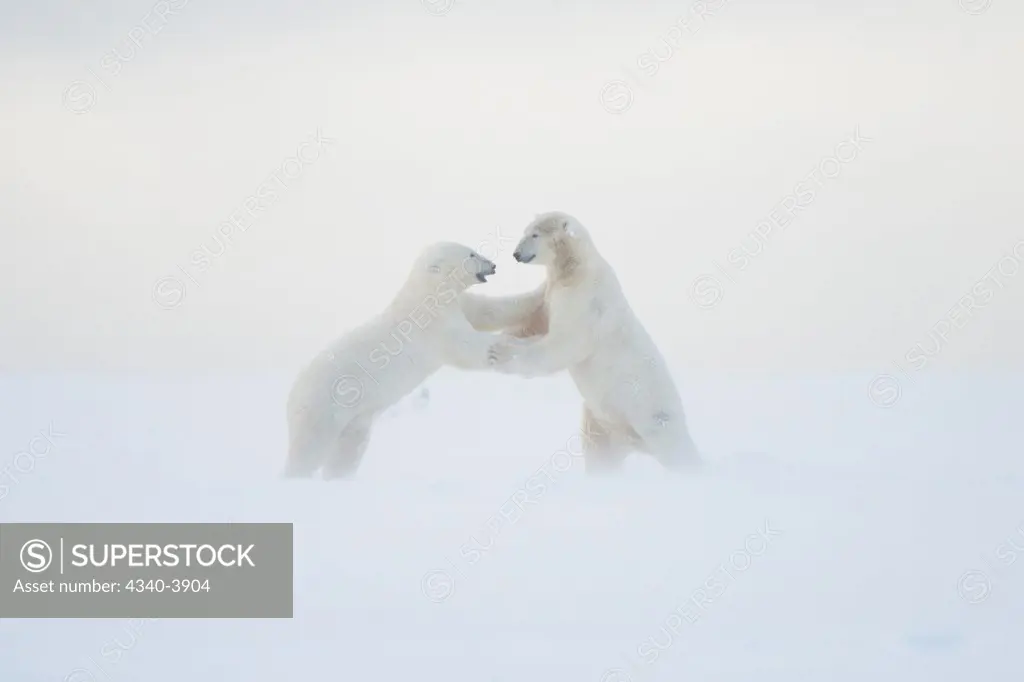 USA, Alaska, Beaufort Sea, Polar bear (Ursus maritimus), pair of young bears playing with one another