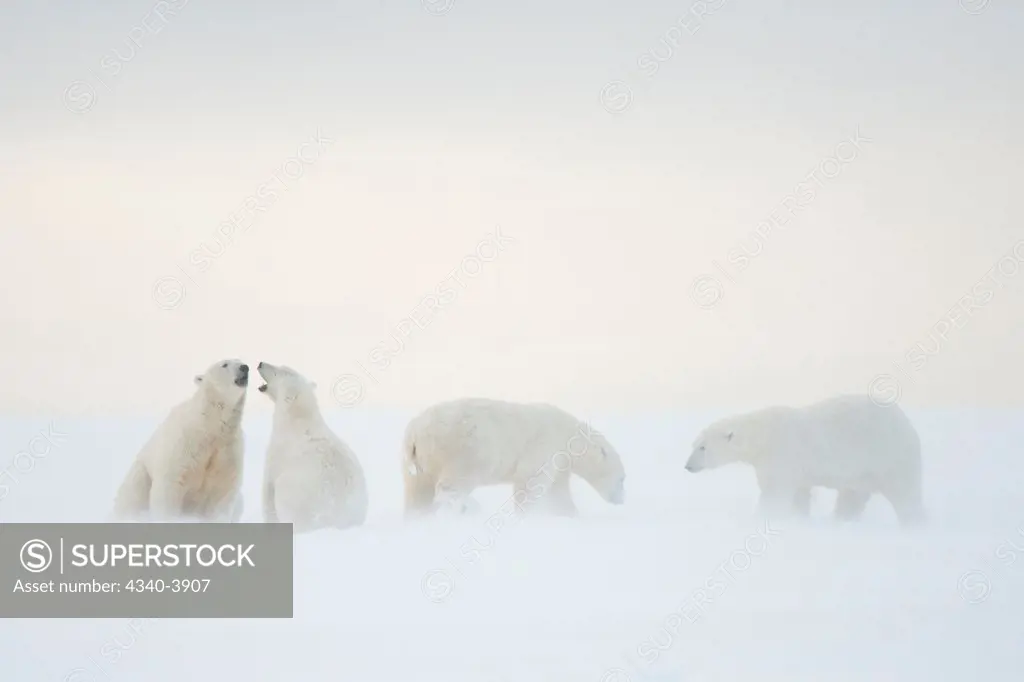 USA, Alaska, Beaufort Sea, Bernard Spit, Polar bear (Ursus maritimus), young bears playing with one another