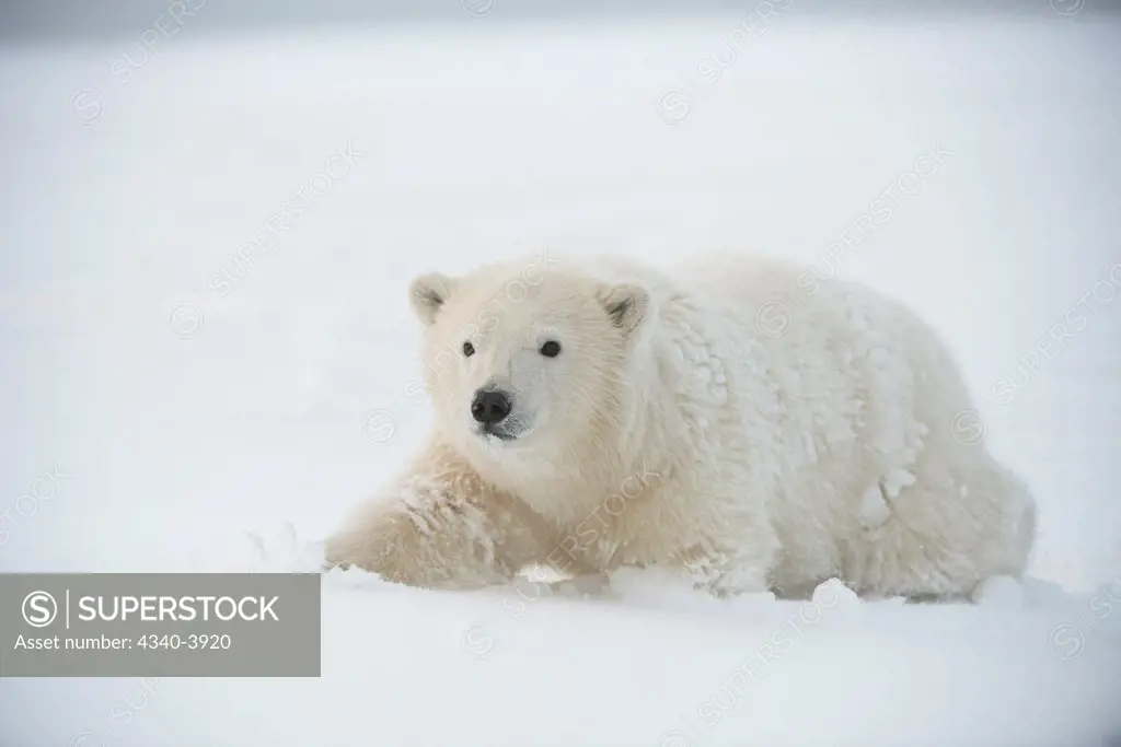 USA, Alaska, Beaufort Sea, Bernard Spit, Polar bear (Ursus maritimus) walking along snow