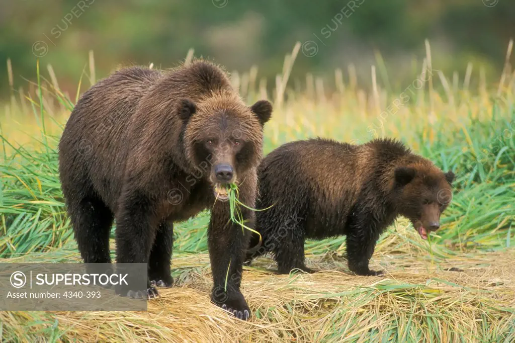 Brown Bear Sow and Cub Eating Grass