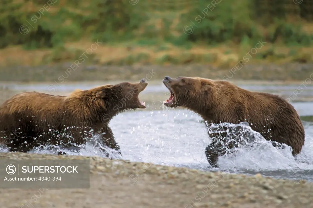 Pair of Brown Bears Argue Over a Fishing Spot