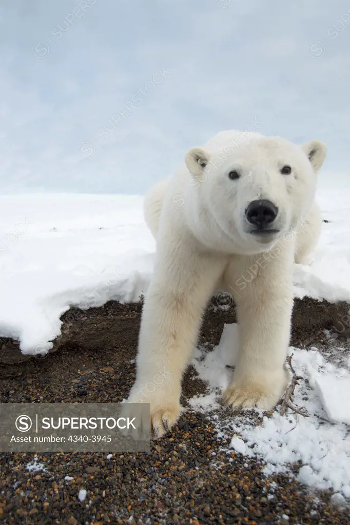 USA, Alaska, Beaufort Sea, Bernard Spit, Polar bear (Ursus maritimus), young bear standing by water