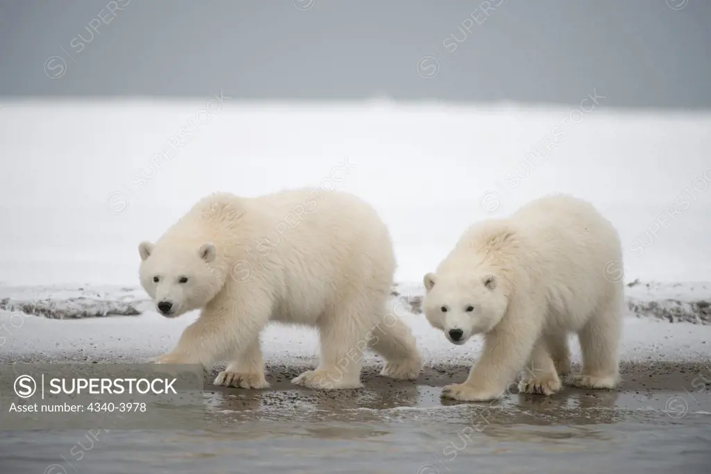 USA, Alaska, Beaufort Sea, Bernard Spit, Polar bear (Ursus maritimus), young bears walking by water