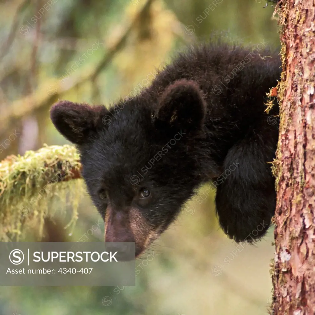 Black Bear Cub Up A Tree