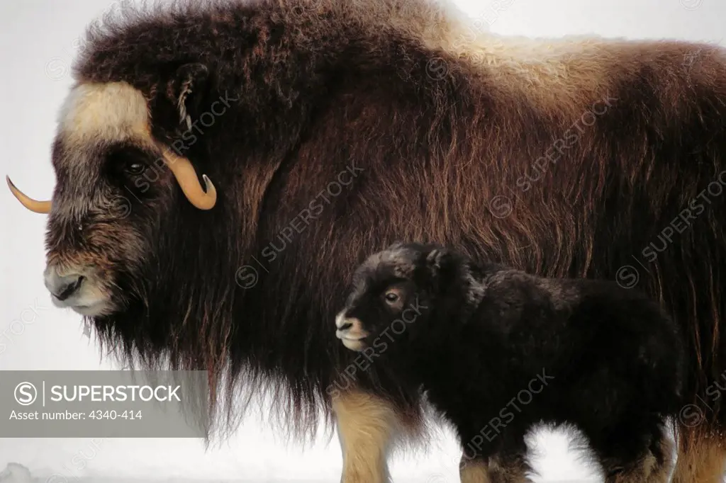 Muskox Cow with Newborn Calf