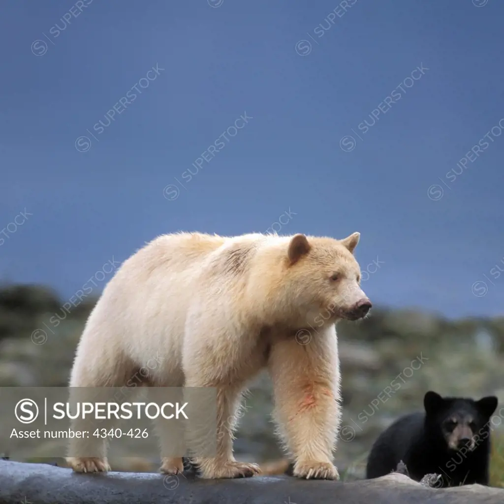 Spirit Bear Sow with Cub in Rainforest Along  Central British Columbia Coast
