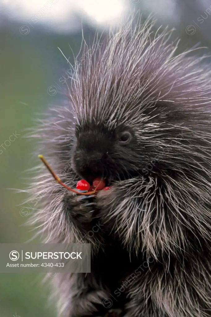 Baby Common Porcupine Feeding on Cranberries in the Takshanuk Mountains
