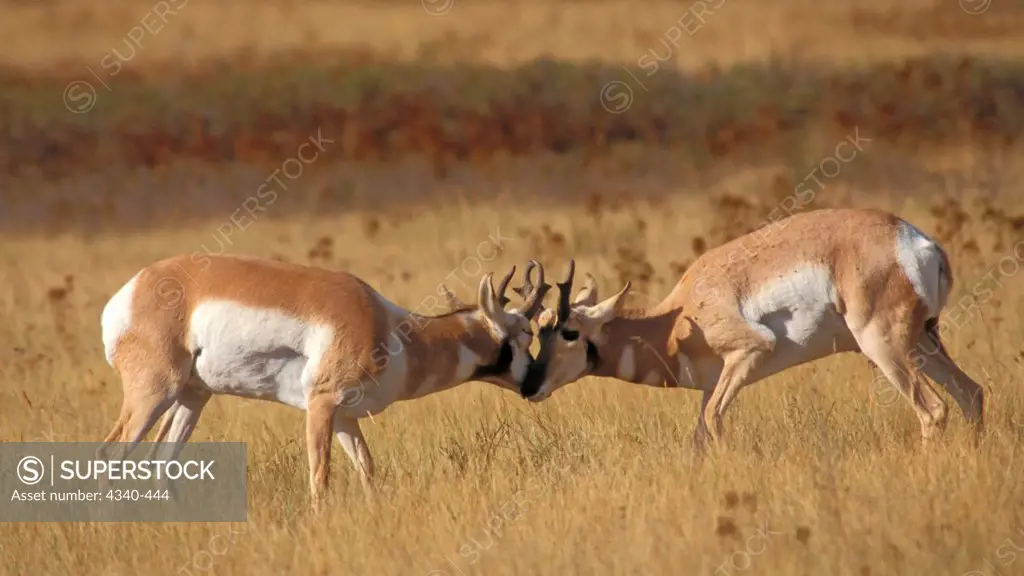 Pronghorn Antelope Spar Playfully