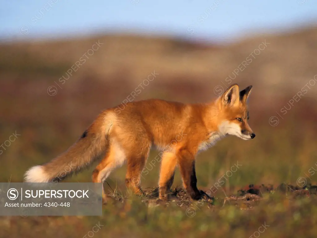 Red Fox on the Central Arctic Coast