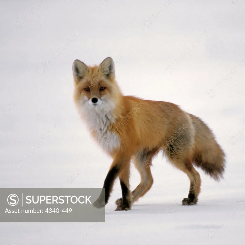Red Fox Traveling Along the Central Arctic Coast