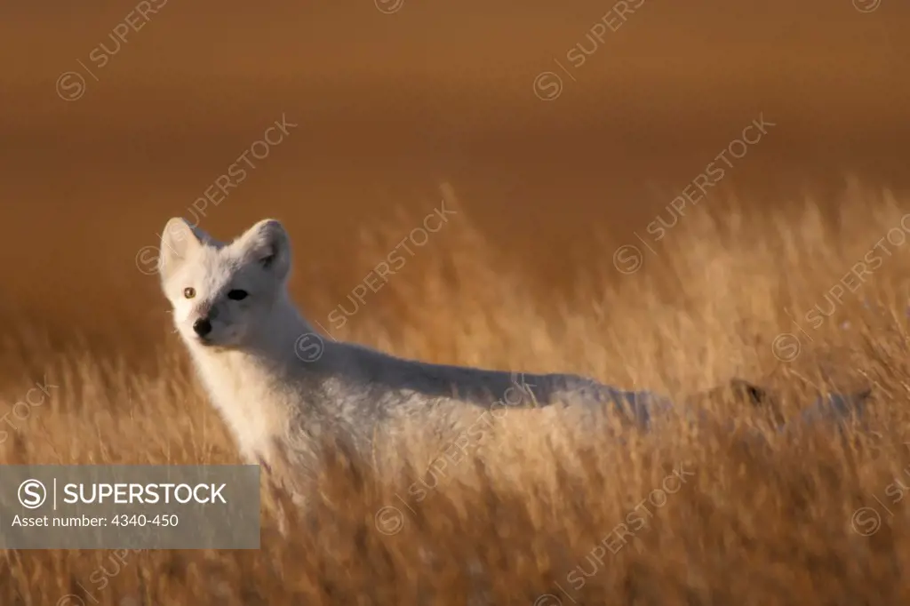 Arctic Fox on the 1002 Coastal Plain