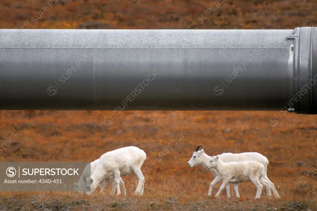 Dall Sheep Ewes and Lambs Walking Along the Trans-Alaskan Pipeline