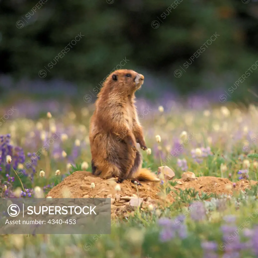 Olympic Marmot with Flowering Lupine Stands Outside Its Burrow