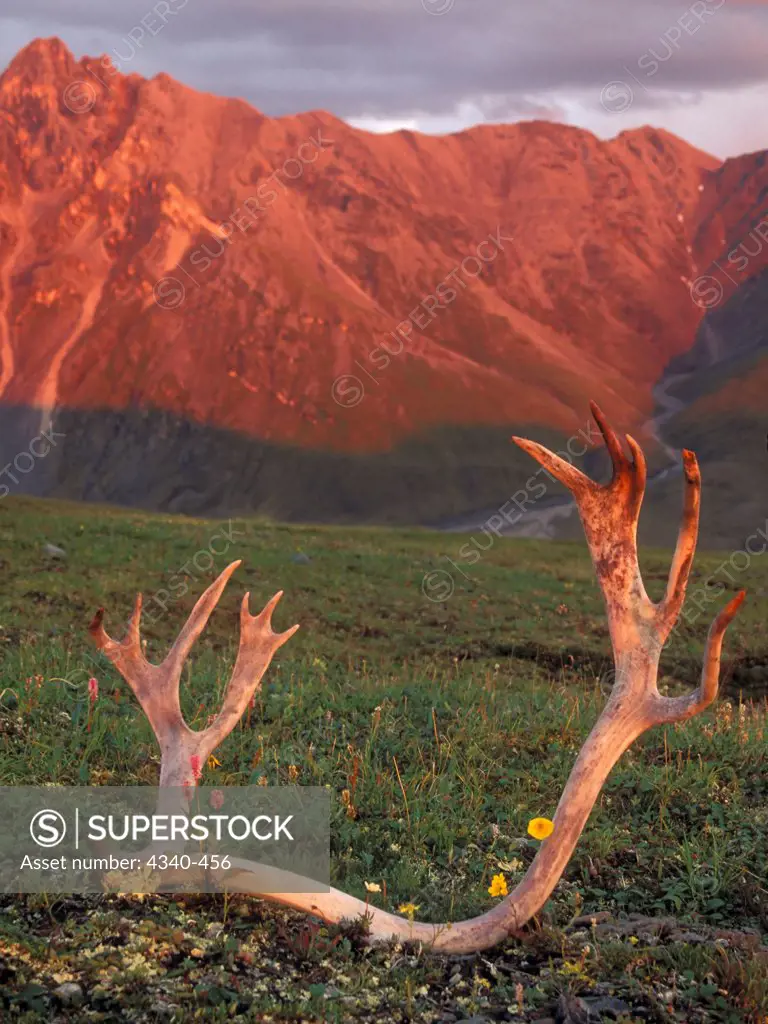 Antlers of Barren Ground Caribou Glowing in the Midnight Sun Amidst Wildflowers