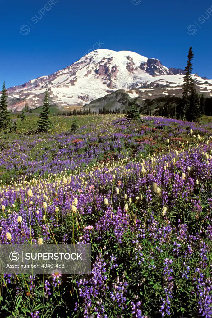 Mount Rainier and Wildflowers
