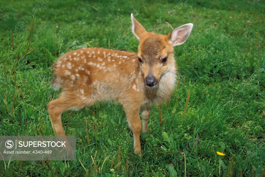 Sitka Black-Tailed Deer Fawn