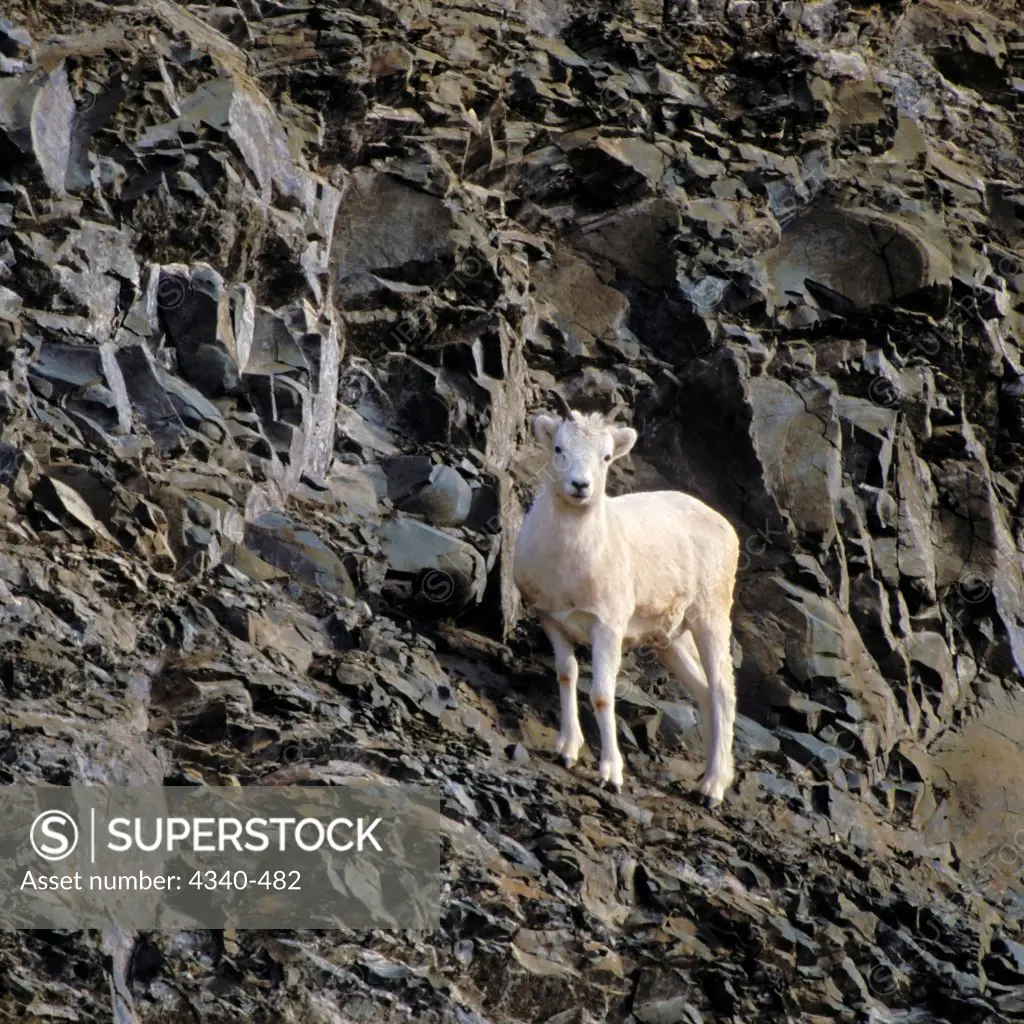 Dall Sheep Ewe on a Steep Slope