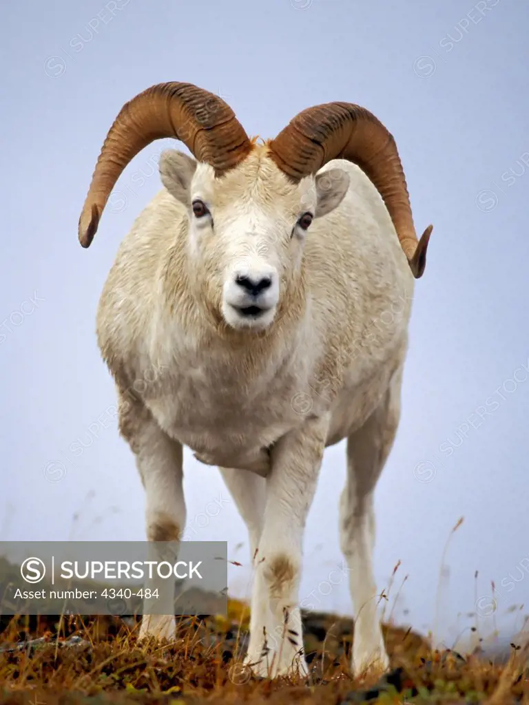 Dall Sheep Ram on Mount Margaret