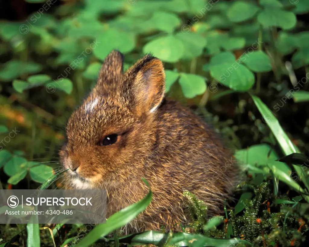 Pygmy Rabbit in Clovers, North Fork of the Quinault River, Olympic National Park, Olympic Peninsula, Washington, USA