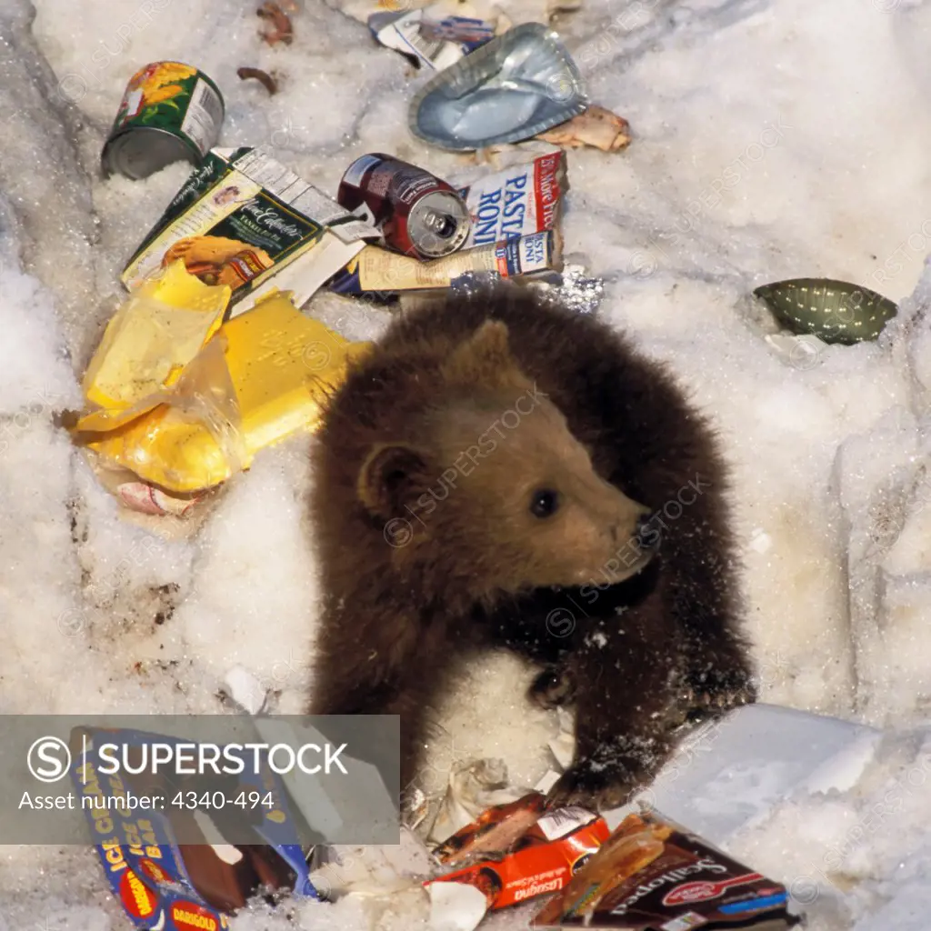 Brown Bear Cub Scavenges Garbage