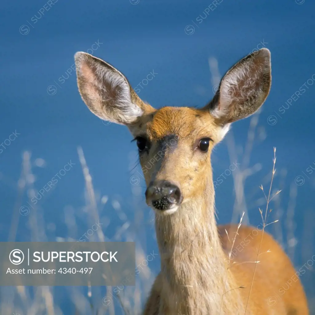 Black-Tailed Deer Doe in Olympic National Park