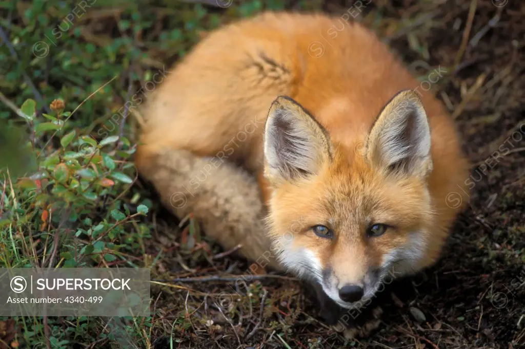 Red Fox at Rest