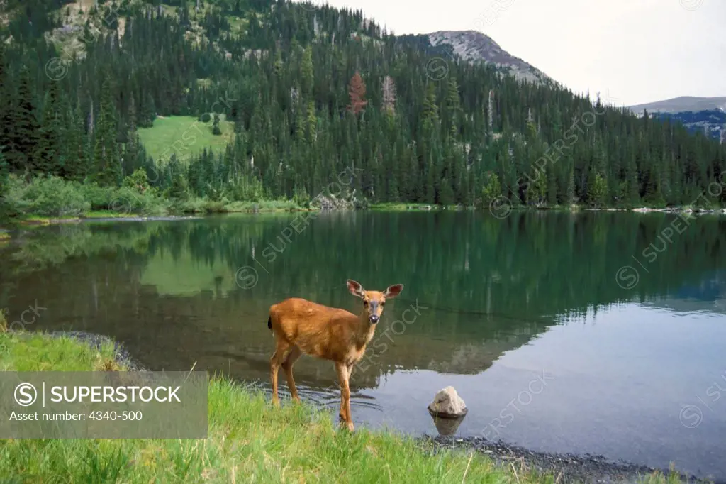 Black-Tailed Deer Doe Walks Along a Subalpine Lake