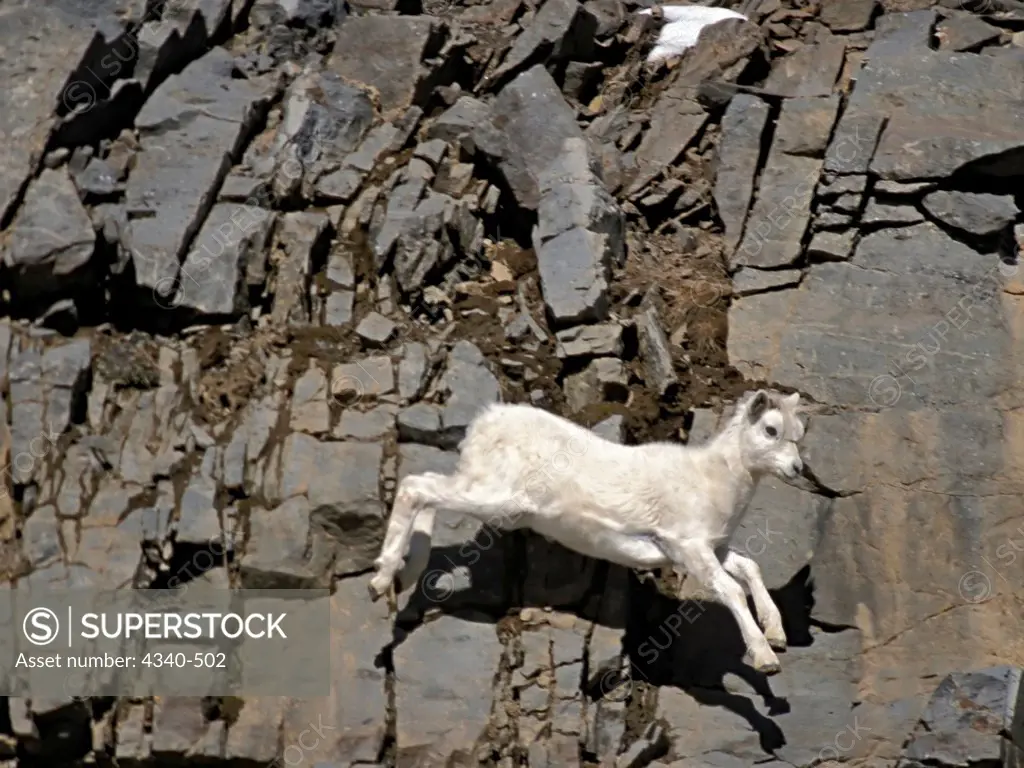 Dall Sheep Lamb Jumping Along Steep Cliff