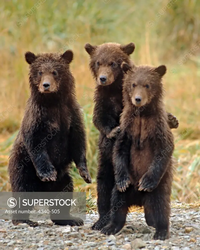 Three Grizzly Bear Cubs in the Katmai National Park and Preserve, Alaska