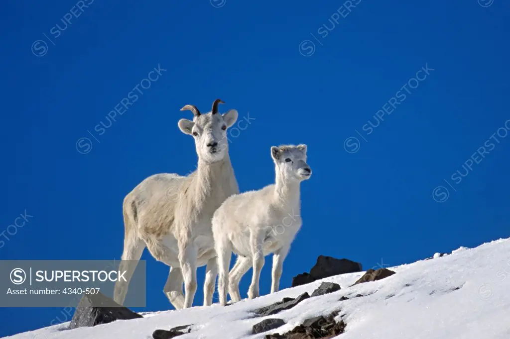 Dall Sheep Ewe and Lamb on a Snow-Covered Hillside