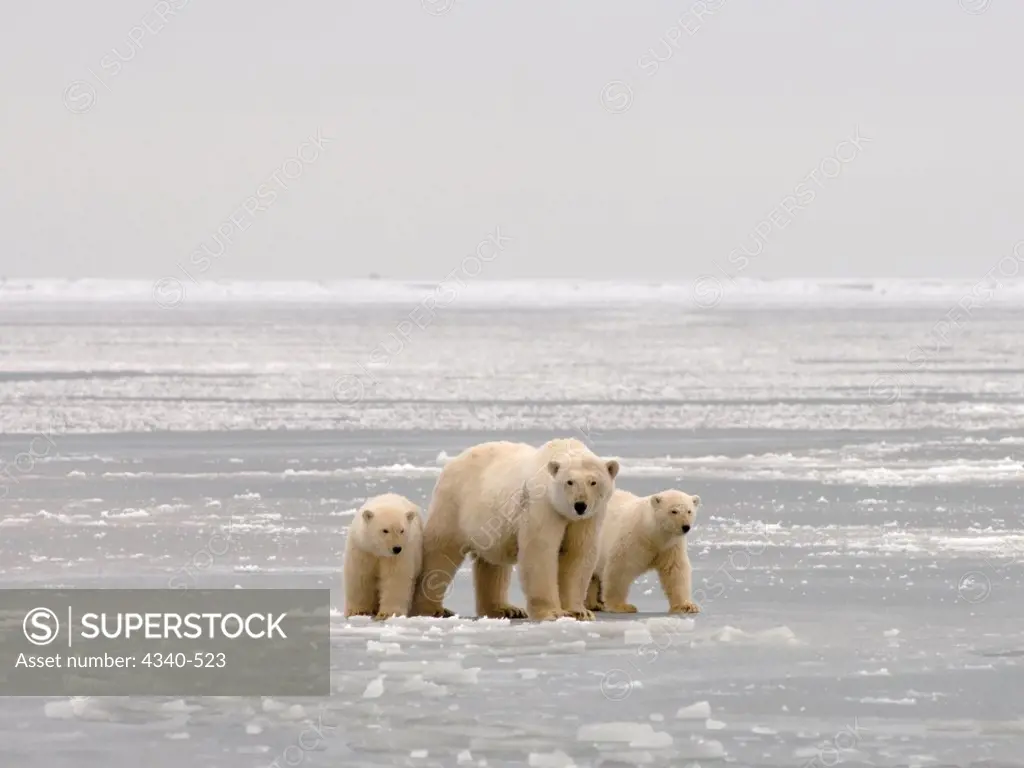 Polar Bear Sow and Cubs Walking Carefully on Newly Formed Pack Ice